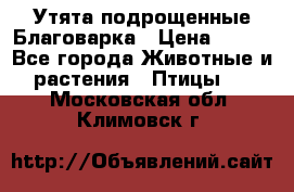 Утята подрощенные Благоварка › Цена ­ 100 - Все города Животные и растения » Птицы   . Московская обл.,Климовск г.